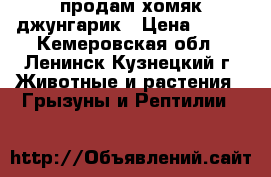 продам хомяк джунгарик › Цена ­ 100 - Кемеровская обл., Ленинск-Кузнецкий г. Животные и растения » Грызуны и Рептилии   